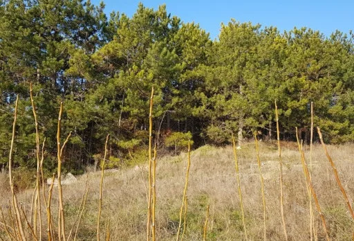 Модерна вила с плосък покрив в Балчик