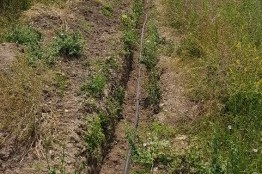 Mains cable installation in Rogachevo, Albena area